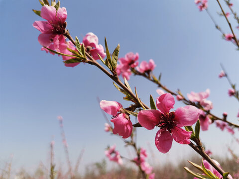 桃花