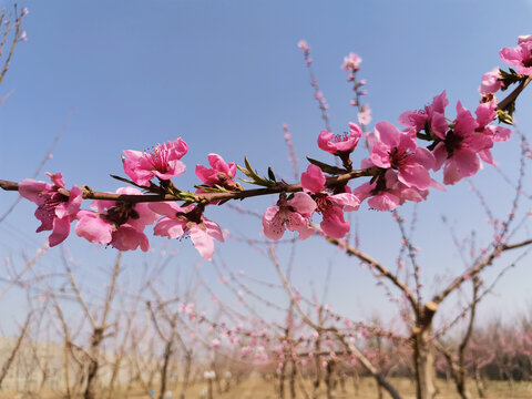 桃花