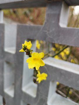 迎春花