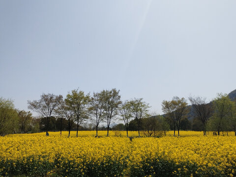 油菜花海