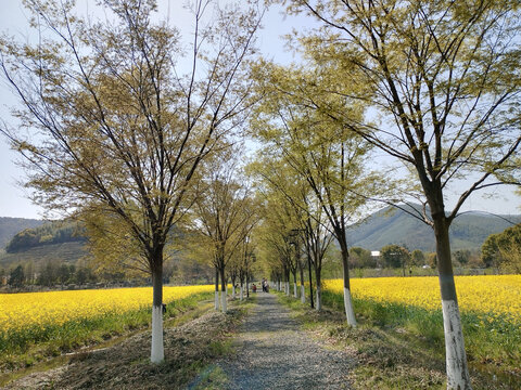 油菜田林荫路