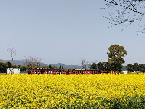 油菜田小火车远景