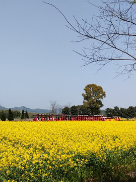 油菜花海小火车