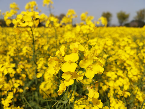 油菜花