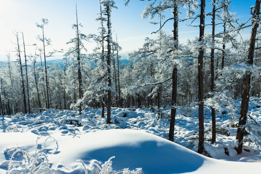 冬季森林雾凇积雪