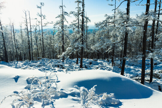 冬季森林积雪