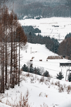 吉林松岭雪村冬季东北农村雪景