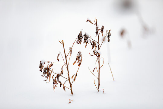 雪地中枯萎小草植物