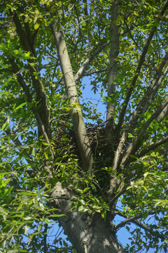 树杈上的喜鹊窝