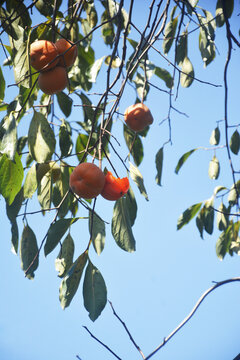 柿子树上被鸟吃的的柿子