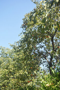 柿子果园