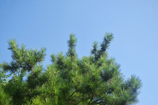 蓝天与松树