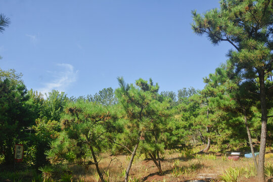 蓝天与松树林