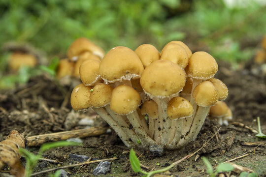 雨后小蘑菇