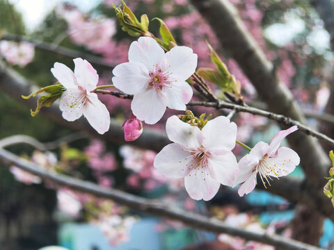 樱花