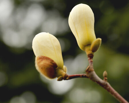 玉兰花蕾