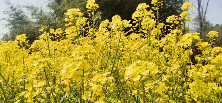 油菜花