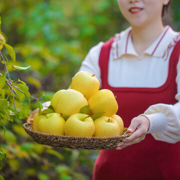 黄元帅苹果