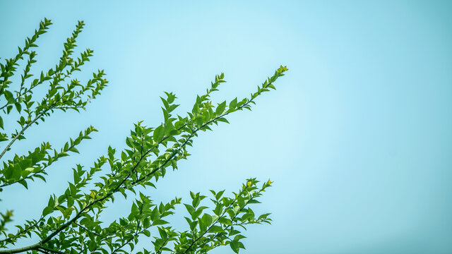 绿色希望树枝蓝天