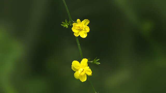 迎春花