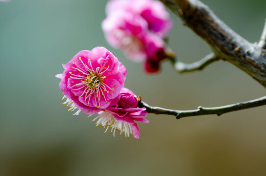 梅花