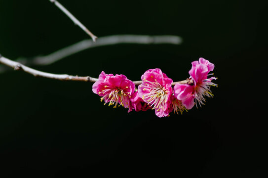 梅花