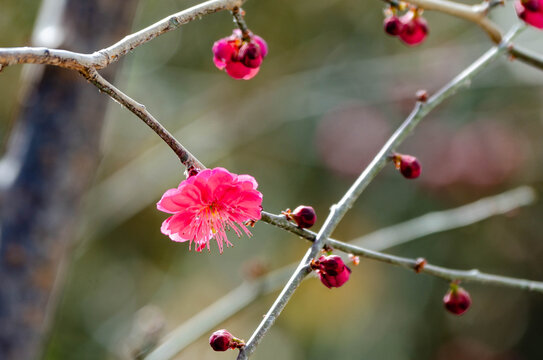 梅花