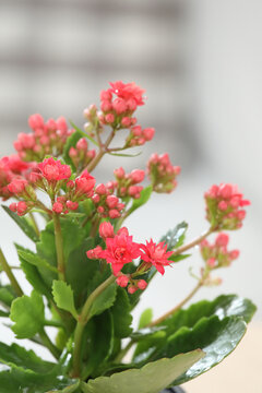 长寿花寿星花家乐花伽蓝花盆栽红