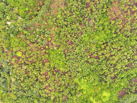 森林植被