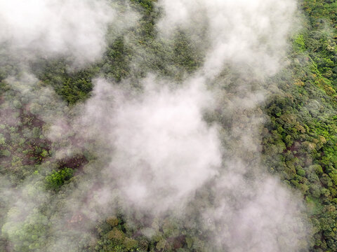 雨雾树林
