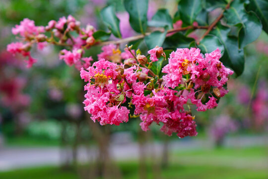 紫薇花