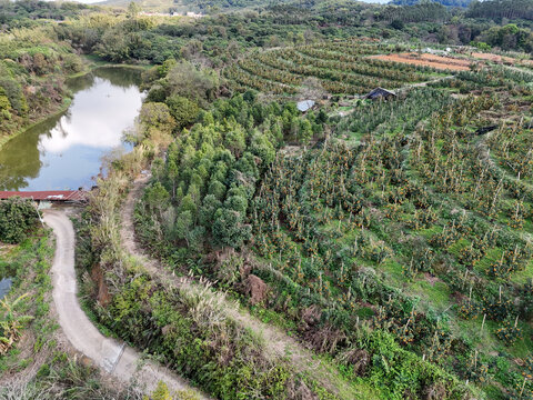 柑橘种植果园