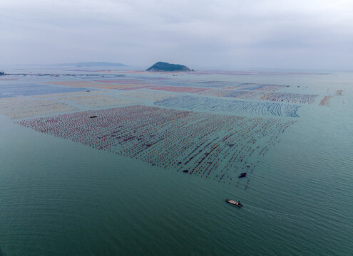 广东汕头南澳岛海带海上养殖