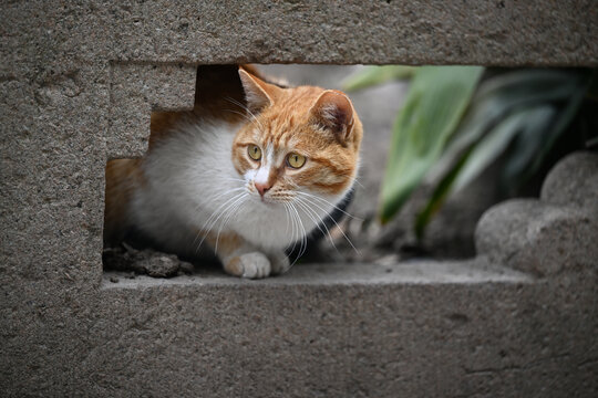 田园猫