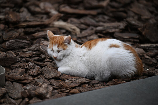 田园猫