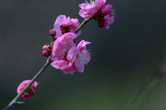 春天早春红梅春暖花开梅花盛开