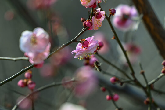 春天早春红梅春暖花开梅花盛开