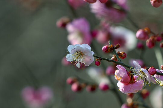 春天早春红梅春暖花开梅花盛开