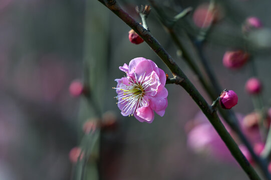 春天早春红梅春暖花开梅花盛开