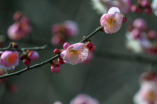 春天早春红梅春暖花开梅花盛开