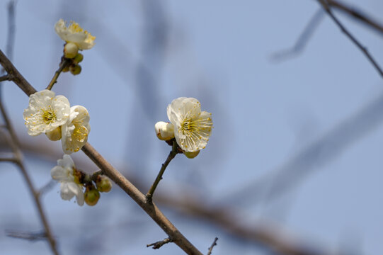 春天早春白梅花春暖花开梅花绽放