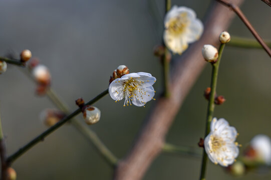 春天早春白梅花春暖花开梅花绽放