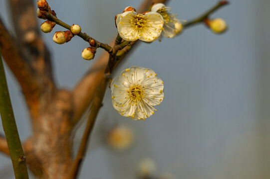 春天早春白梅花春暖花开梅花绽放