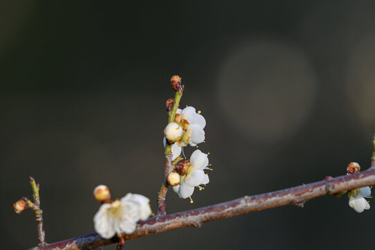 春天早春白梅花春暖花开梅花绽放