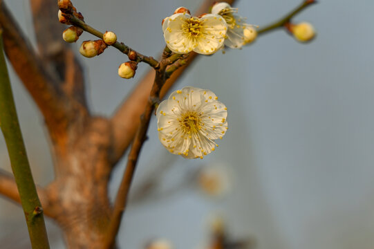 春天早春白梅花春暖花开梅花绽放