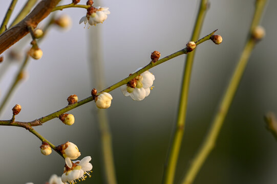 春天早春白梅花春暖花开梅花绽放