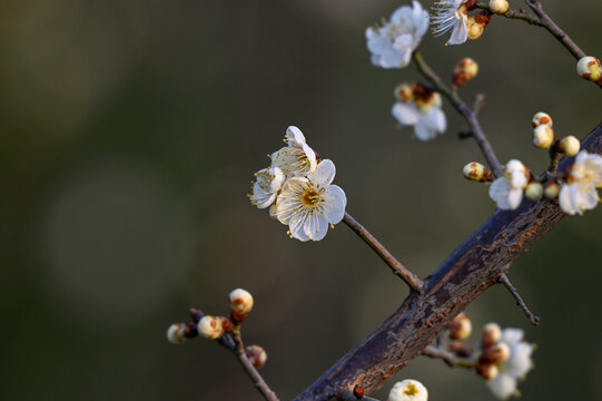 春天早春白梅花春暖花开梅花绽放