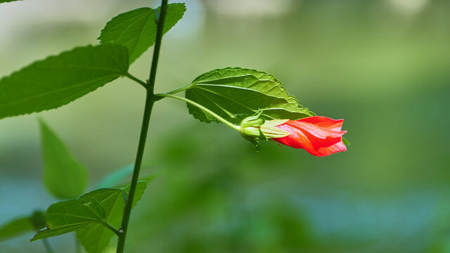 扶桑花