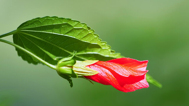 扶桑花