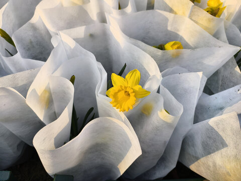 水仙花特写